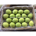 Ano 2016 New Season Shandong Pears